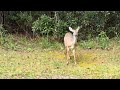 Adorable Doe Munching Down without a Care