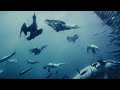 The Sardine Run | Dive into the Greatest Shoal on Earth with Shark Explorers