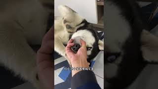 必须要给哈哥立规矩了#哈士奇 #搞笑动物 #husky #动物图鉴 #萌宠 #funny #狗子成精了 #宠物生活 #pets#shorts