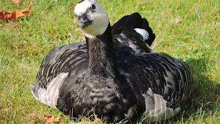 Barnacle Goose, Oca facciabianca (Branta leucopsis)