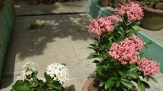 🌿🌼🏵️ Ixora plant || রঙ্গনা ফুল #রঙ্গন #ixora #garden #flowers #plants