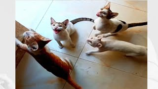 Cute Cats Compilation Video Part 2 | Cute cats | Cat videos | Cute cat videos