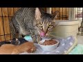 【多頭飼育崩壊の現場から】ママと子猫の成長編②