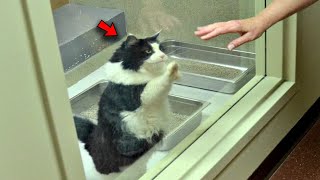 The cat went to the window and started pawing at the glass and found an eternal home