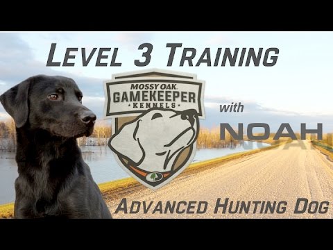 Advanced Hunting Dog Training Youtube