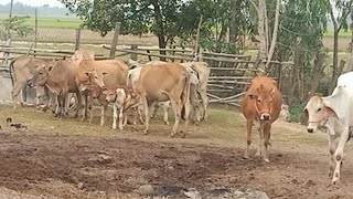 ពភគោបាព្រៃឆ្លុង ..Pov Koba, Prey Chhlong, Koba and Lath Anas, Khmer cows