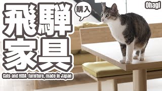 猫と飛騨家具購入