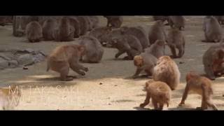 高崎山自然動物園-Mt Takasaki Wild Monkey Park-【OITA CITY -the bird view-】