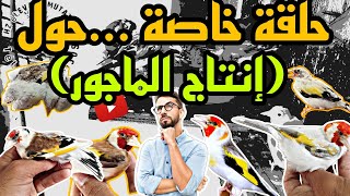 حلقة خاصة حول طريقة إنتاج الماجور الجزء الثالث (الدرس السابع)