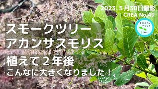 【スモークツリー／アカンサスモリス】植えて2年後の姿🌿雨の日も美しいリーフのお庭✨NO.49／2023.5月30日撮影