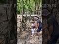 [Experience] [Education] Tanjung Piai National Park, Kukup, Johor. #activity #mangrove #education