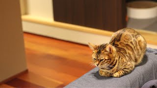 【アラフォー主婦のvlog】冬は猫も動かない/プリザーブドフラワーでリース作り