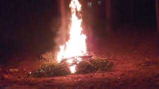 Pile of mulberry tree burning