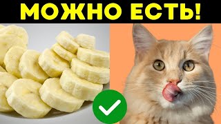 13 продуктов с человеческого стола, которые ПОЛЕЗНЫ для кошек! (Ты не поверишь!)