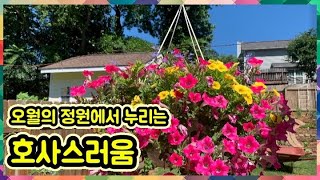 5월의 정원( 겹양귀비꽃, 락스퍼,수국, 장미,한련화..열무 파종)에서 누리는 호사스럼.최고의 행복