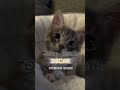 TikTok Filter Transformation Turns Cat Into Pixar Character