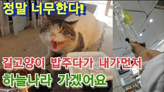 길고양이 밥주다가 내가먼저 하늘나라 별이 되겠어요 ㅠ