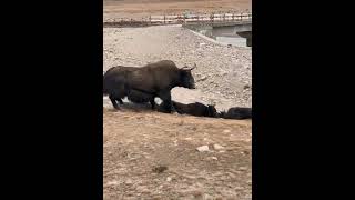 A group of domestic Yaks scared of strong wild Yak #wild #Yak #shortsvideo #tdvideo