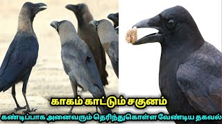 காகம் இந்த நேரத்தில் வந்தால் உயிருக்கே ஆபத்தாம் ! காகம் காட்டும் சகுனம் !