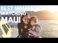 7 Tips for Maui Whale Watching | Whale Watching in Hawaii Has Never Been Better (plus 10% off)