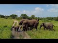 Tarangire National Park (Tanzania) - Elephant family taking a bath | DJI Pocket 2 | Raw | 4K 60FPS