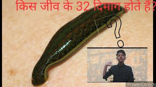 (   किस जीव के 32 दिमाग होते हैं? )      ?? which animal have 32 brain ???????????