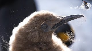 旭山動物園 キングペンギンヒナ55番-どんどん抜ける