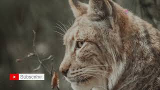 The Iberian Lynx: Europe’s Most Endangered Feline