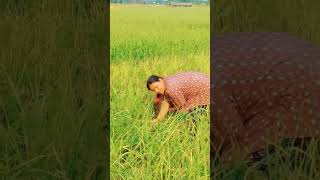 Old Nepali Song | My Wife | Village Life | Shots Video #village #nepali #video