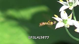 30秒の心象風景11177・ホバリングしながら～ミナミヒメヒラタアブ～