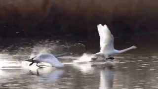 白鳥の飛び立ち（4倍速ハイスピード撮影）SWAN TAKE OFF