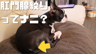 肛門腺絞りってナニ？？