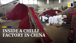 Hot and spicy! Chinese facility produces millions of chilli peppers a year