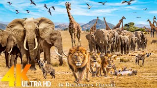 AMBOSELI NATIONAL PARK 4K [60FPS] - Discovery Majestic African Wildlife Film with Relaxing Music