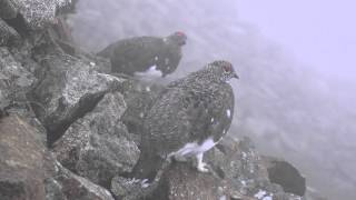 4K　雄雷鳥の大合唱