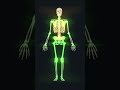 206 bones of human skeleton 3d animation humananatomy skeletalsystem biology