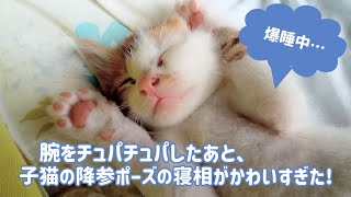 子猫のテンが腕をチュパチュパ...　その後のバンザイポーズでの寝相がかわいすぎた！