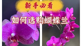 如何选购蝴蝶兰？新买回来的蝴蝶兰该怎样处理？新手必看