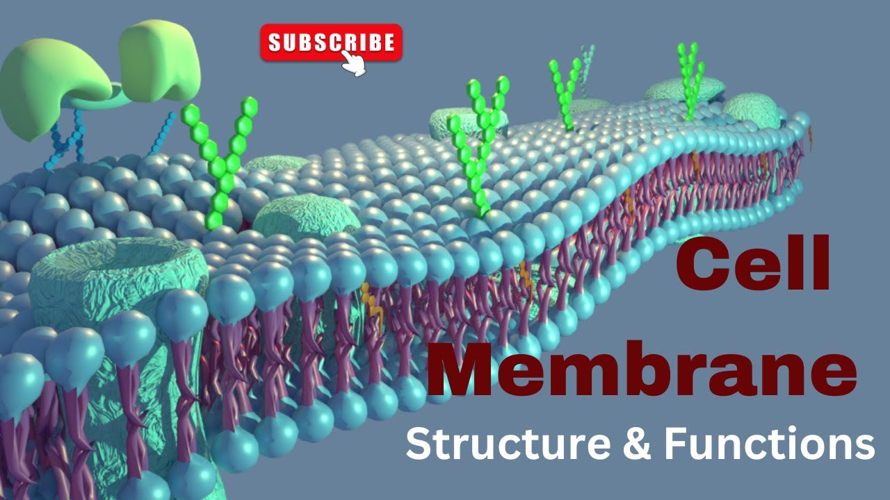 Cell Membrane Structure And Function Animation Inside The Cell