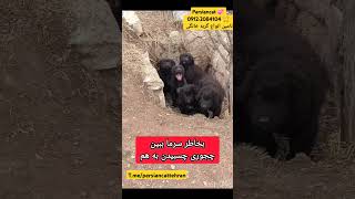 خدایا خودت از اون بالا همه چی رو میبینی ، از سرماخودشونو چسبوندن بهم تا یخ نزنن ومادرشون رفته پی غذا