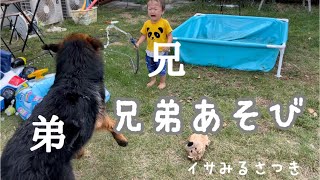 1歳児の子供に遊んでもらうシェパードの子犬