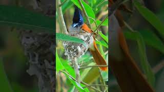 Asian Paradise Flycatcher in the nest.-සිවුරු හොරා