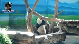 20150821刨木圓仔屁股一歪就ㄉㄨㄞ下去了 The Giant Panda Yuan Zai