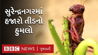 Corona Virus ની મુસીબત વચ્ચે Surendranagar માં Locust નો હુમલો