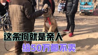 农村老大爷带来一条德牧，直言给50万也不卖，只因狗子就是他的伴【小孟逛狗市】