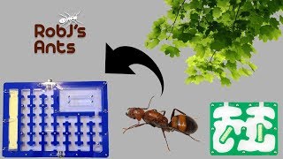 Moving Large Colony Into New Nest | Camponotus Nicobarensis Colony Update #4