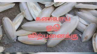 cuttel fish bone cheapest price##//கணவாய் ஓடு விற்பனைக்கு