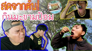 กินมะขามป้อม สดจากต้น!! เก็บจากต้นในป่าลึก! รสชาติกำลังดี! เปรี้ยวมากกก | เด็กบนดอย