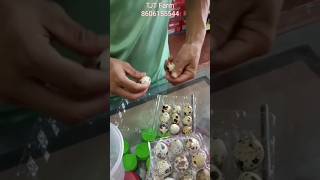 ഒരു മുട്ടയിൽ നിന്ന് ലക്ഷങ്ങളുടെ വരുമാനം #egg #eggfarm #shorts #short