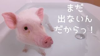 お風呂が好きになりすぎたマイクロブタはこうなるらしい